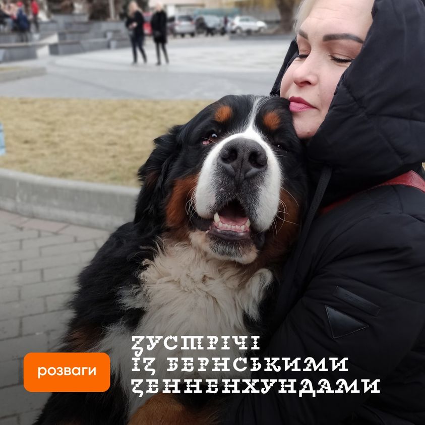 Зустрічі із бернськими зенненхундами